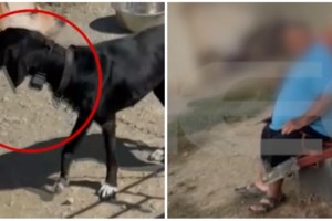 Κοζάνη: Ζήτησαν από κτηνίατρο να κάνει ευθανασία στο άρρωστο σκυλί τους και μετά του έκαναν μήνυση