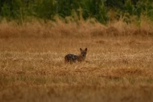 Μικρό Μοναστήρι: Βίντεο σοκ - Πεινασμένος λύκος κατασπαράζει σκύλο στη μέση του δρόμου