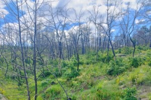 Συναγερμός για φωτιά στα Βίλια Αττικής: Μεγάλη κινητοποίηση της Πυροσβεστικής, σηκώνονται εναέρια μέσα