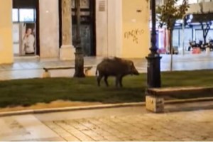 Θεσσαλονίκη: Στα "όπλα" ο δήμος για τα αγριογούρουνα που κόβουν βόλτες στην...Αριστοτέλους [Βίντεο]