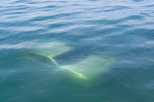 Θεσσαλονίκη: "Βουτιά στο κενό" από πολυκατοικία για 55χρονη [Εικόνες - Βίντεο]