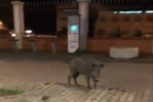 Λαμία: Κοπάδι από... αγριογούρουνα προκάλεσε τροχαίο [εικόνες - βίντεο]