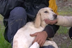 Στροφυλιά: Συγκινεί η Ιντα με την εμπιστοσύνη που δείχνει στους ανθρώπους παρά την κακοποίησή της [Εικόνες - Βίντεο]