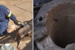 Ρόδος: Νεκρός βρέθηκε ο 46χρονος εργολάβος - Ομολόγησε ο δολοφόνος, δύο συλλήψεις - εικόνα 2