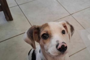 Μπορείς να βοηθήσεις: Προετοιμαζόμαστε μαζί για μια πιθανή καταστροφή:  Γίνε εθελοντής φροντίδας ζώων