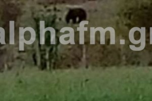 Καστοριά: Νέα εμφάνιση αρκούδων - Έφτασαν κοντά στα σπίτια [βίντεο]