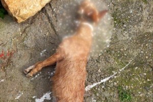 Απίστευτη κτηνωδία στην Άνδρο: Της σκότωσε τα ζώα και της άφησε απειλητικό σημείωμα