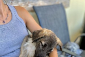 Ο Hound γλίτωσε στο παρά ένα την ευθανασία - Από τότε δεν έπαψε να γελά και να χαίρεται - εικόνα 2