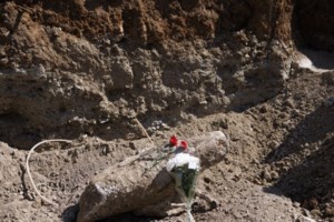 Θεσσαλονίκη: Νέος ομαδικός τάφος εκτελεσθέντων του Εμφυλίου βρέθηκε κοντά στο Γεντί Κουλέ