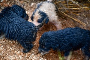 Kολαστήριο στη Φιλιππιάδα: Νεκρά σκυλάκια σε "καταφύγιο" ζώων - "Αγνοούνται" οι υπεύθυνοι - εικόνα 2