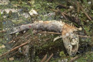 Αποτρόπαιο θέαμα στο Ηράκλειο: Εκατοντάδες νεκρά ψάρια στις εκβολές του ποταμού Αποσελέμη [εικόνες]