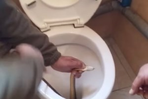 Λαμία: Αναστάτωση με φίδι που κρύφτηκε μέσα σε αυτοκίνητο- Κλήθηκε η Πυροσβεστική [εικόνες, βίντεο] - εικόνα 3