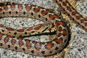 Πόσο επικίνδυνο είναι το δάγκωμα της οχιάς - Οι πρώτες βοήθειες και όσα πρέπει να γνωρίζουμε - εικόνα 2