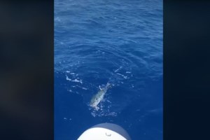 Αυτά είναι τα τέσσερα φονικά ψάρια των ελληνικών θαλασσών [βίντεο]