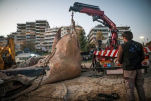 Φάλαινα στη Φρεαττύδα: Γιατί ξεβράστηκε στις ακτές του Πειραιά [Εικόνες]