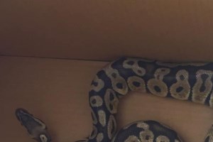 Σοκ για τον τραγουδιστή Ηλία Δρούλια - Τον δάγκωσε οχιά σε παραλία της Μυκόνου [Βίντεο]