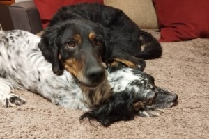 Ο Μπράιαν παρόλο που μεγάλωσε στο καταφύγιο, είναι ένα σκυλί πολύ κοινωνικό, που λατρεύει τη βόλτα και τον έξω κόσμο - εικόνα 2