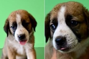 Carlos, Beauty, Ariel: Αλλα τρία μωρά που σαράντισαν στον Μαραθώνα - Μόλις τριών ημερών τα πέταξαν σε κάδο απορριμμάτων... - εικόνα 2