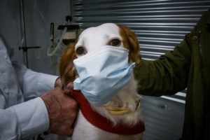 Σε έξαρση ο κορονοϊός: Οδηγίες Τζανάκη για τα εμβόλια covid και γρίπης - Πότε και ποια πρέπει να κάνουμε