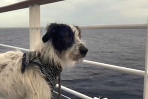 Αριέλα: Chic and Simple - Έχει μόνο φίλους - Βασικά έχει όλους τους φίλους - Μάλλον λάθος, τους έχει όλους φίλους - εικόνα 7