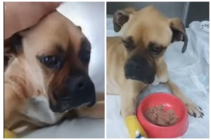 "Συγγνώμη κοριτσάκι μου για το είδος μας": Πέθανε η Νίκη, το σκελετωμένο boxer που είχε βρεθεί αλυσοδεμένο