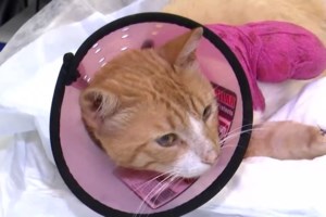 Θεσσαλονίκη: Παρέμβαση εισαγγελέα για το γατάκι που βρέθηκε νεκρό με ακρωτηριασμένα πόδια