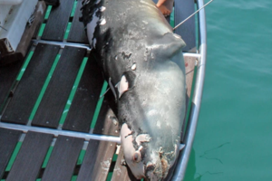 Καλά νέα από τα Χανιά: Κατάφερε να κολυμπήσει στα ανοιχτά η  φώκια "Στέλλα [βίντεο] - εικόνα 2