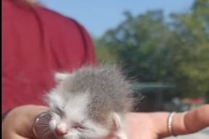 Πώς οι γάτες κατέλαβαν τον κόσμο