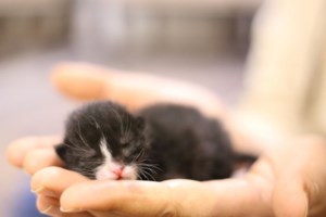 Βούλα: Με σιδερένιο λοστό σκότωσε γάτα επειδή ήταν στην αυλή του