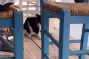 Κακοποίηση γάτας στην Αιδηψό: "Ζητώ συγγνώμη για το βίντεο και τις βρισιές - Δεν την κλώτσησα εγώ, δεν έχω συλληφθεί" - εικόνα 3