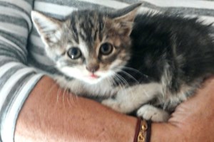 Mufasa στην κυριολεξία φάτσα: Αλλο ένα κουτάβι που πέταξαν στο δρόμο - Περήφανος ποιμενικός μόλις 1,5 μηνών - εικόνα 4