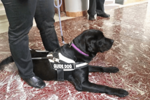 Σοκ στη Χίο: Σκύλος δάγκωσε στο κεφάλι 47χρονη που τον χάιδευε - Ατάραχος ο ιδιοκτήτης του [Βίντεο]