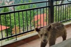 Viral η αρκούδα "διαρρήκτης" που μπούκαρε σε σπίτι στο Κολοράντο - Έφυγε σαν... κυρία [βίντεο]