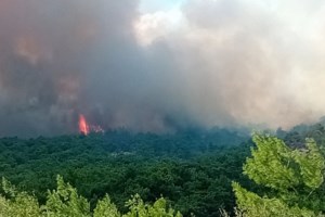 Σκάνδαλο: Πουλάνε καμένο δάσος στην Αργολίδα, που έχει κριθεί αναδασωτέο- Πώς κατάφεραν άρση της αναδάσωσης για 720 στρέμματα - εικόνα 3