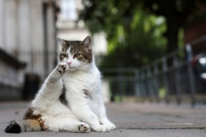 Σε καραντίνα έξι μηνών γατάκι που έφτασε στη Λαμπεντούζα με τον μετανάστη ιδιοκτήτη του - εικόνα 3
