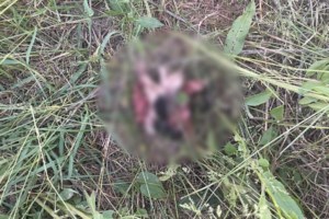 Θεσπρωτία - Σοκαριστική καταγγελία: Αγελάδες τρώνε κάθε 15 μέρες και πεθαίνουν από ασιτία - Ζώα που έχουν ιδιοκτήτη