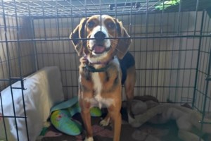 Ο Πέτρος είναι ο σκύλος που όσο σε "φτύνει" τόσο κολλάς: Το παίζει δύσκολος, αλλά όχι τόσο ώστε να τα παρατήσεις