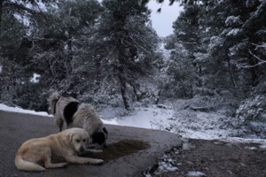 Σώστε ένα αδεσποτάκι: Η Αριελ - Μπορείτε να πιστέψετε πως αυτή η κουταβίνα βρέθηκε στο δρόμο; - εικόνα 8