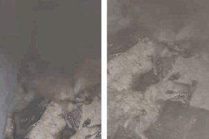 Aνησυχία από νεκρά ζώα που βρέθηκαν σε εγκαταλελειμμένη περιοχή στον Ίασμο