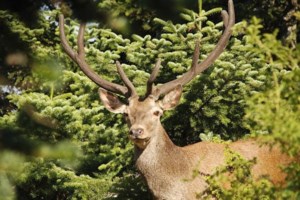 Viral ο ρινόκερος που τα έβαλε με ένα... ελαφάκι [βίντεο]