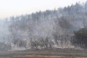 Το πένθος του μαυρόγυπα στον Έβρο: Τα σπάνια πτηνά ψάχνουν τις φωλιές τους στα καμένα [εικόνες - βίντεο]