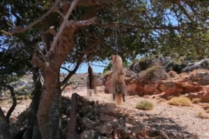 Αδιανόητη κτηνωδία στην Κρήτη: Επιχείρησαν να ευνουχίσουν σκύλο με μεταλλικό tire up - Προσοχή σκληρές εικόνες - εικόνα 5