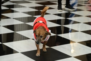 Η συνάντηση εκτός πρωτοκόλλου του Εμανουέλ Μακρόν με τον "διπλωμάτη" του Μαξίμου: Τα χάδια και τα γλυκόλογα στον Πίνατ - εικόνα 8