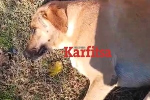 Συνελήφθη 70χρονος δραπέτης- Είχε τραυματίσει σοβαρά ηλικιωμένη που στη συνέχεια πέθανε - εικόνα 2