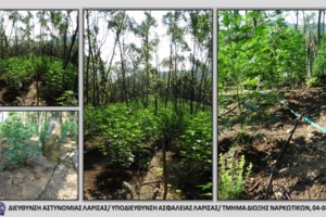 Ιωάννινα: Καφενείο-οπλοστάσιο και χασισοφυτεία με 47 δέντρα κάνναβης - Τρεις συλλήψεις [εικόνες] - εικόνα 2