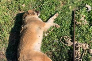 Μέγαρα: Παρέμβαση εισαγγελέα για τον βασανισμό και τη θανάτωση του σκύλου - "Άλλος ένας ΟΛΙΒΕΡ"