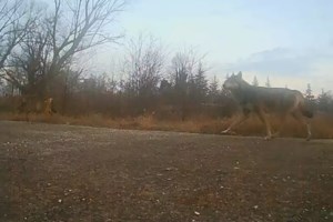 Πέλλα: 72χρονος αγρότης φέρεται να δέχθηκε επίθεση από λύκο [βίντεο]