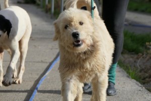 Σώστε ένα αδεσποτάκι: Το Ερηνάκι - Λυγίσαμε έξω από το κλουβί της στο κυνοκομείο Σπάρτης