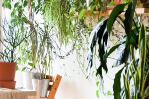 Φρίκη στον Βόλο: Ανήλικοι έγδυναν και χτυπούσαν παιδί με ειδικές ανάγκες - Βιντεοσκοπούσαν τις πράξεις τους