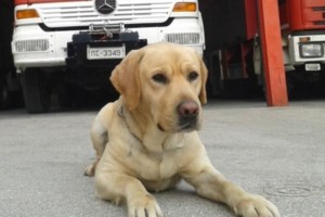 Δίκη για το Μάτι: Ο πρώην υπαρχηγός της Πυροσβεστικής Ματθαιόπουλος ομολογεί τα λάθη την ώρα της φωτιάς- Φταίει ο αρχηγός